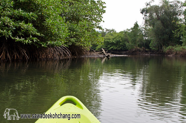 Small mangrove