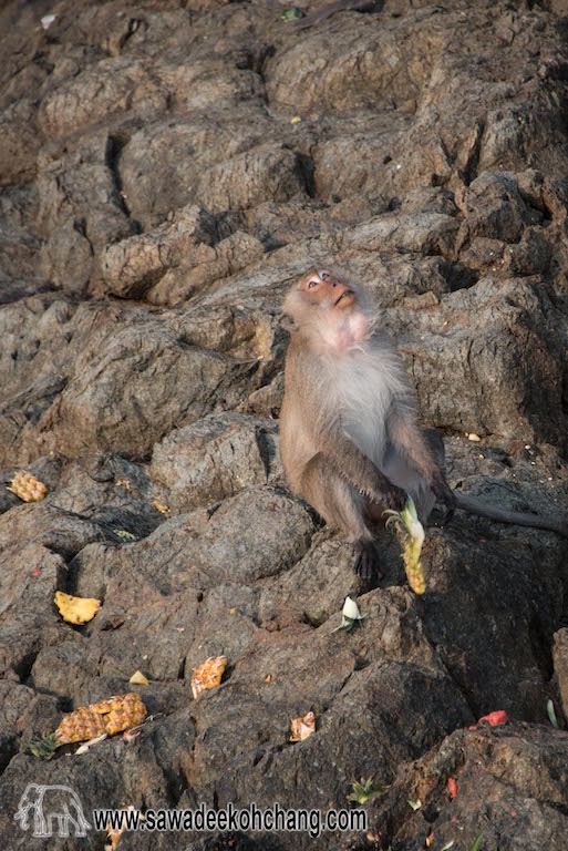 Monkeys cliff