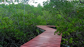 Mangrove Mangrove