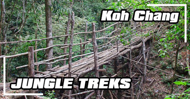 Discover Koh Chang wildlife!
