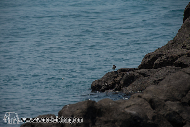 Reef bird