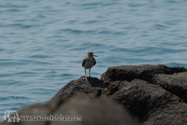 Reef bird