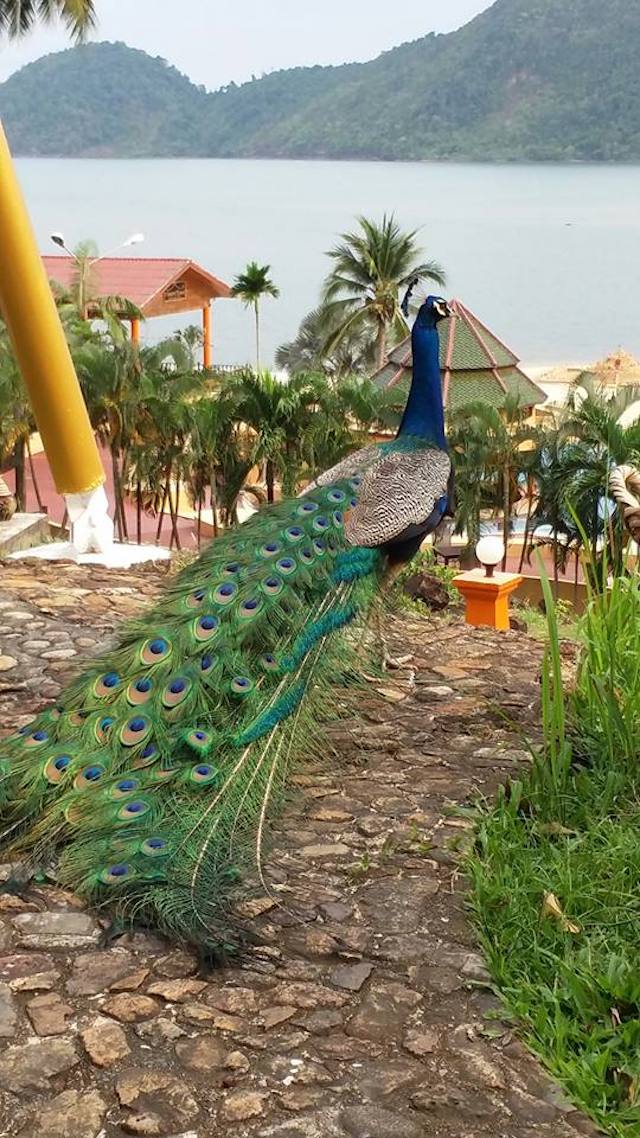 Free peacock