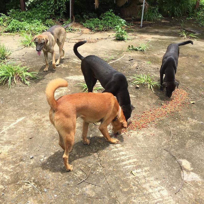 Happy Dogs Koh Chang