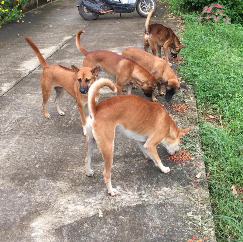 Happy Dogs Koh Chang