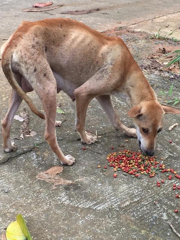 Happy Dogs Koh Chang