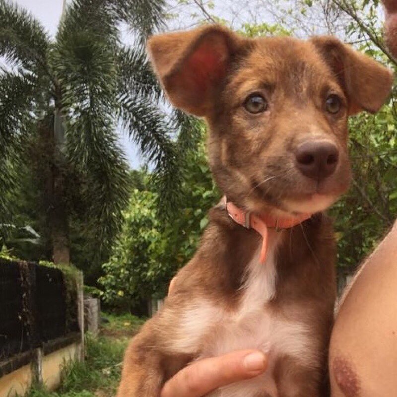 Happy Dogs Koh Chang