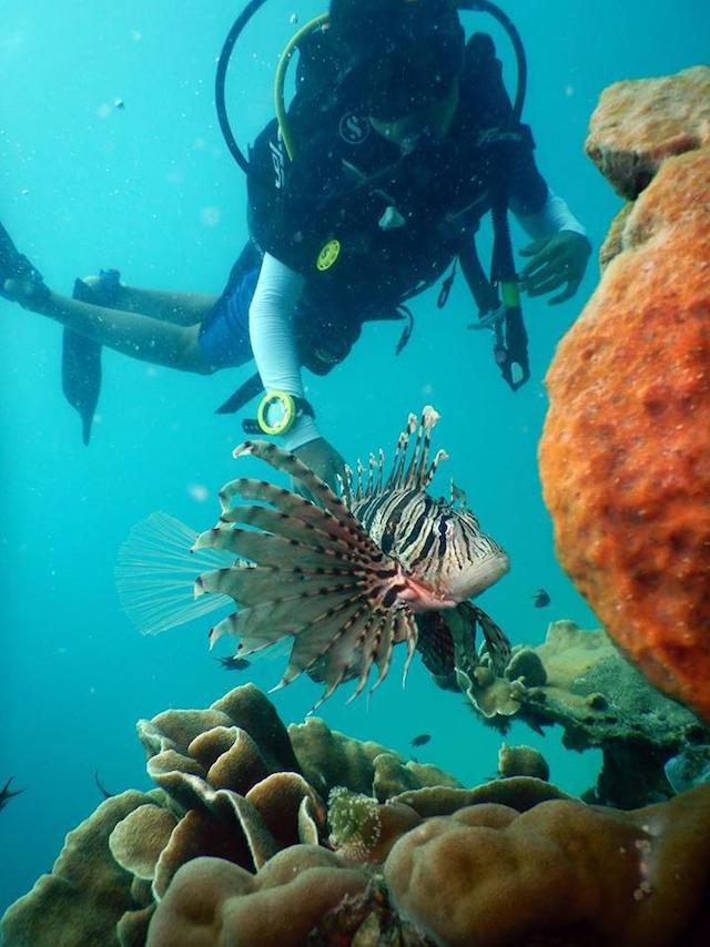 Picture copyright: BB Divers Koh Chang
