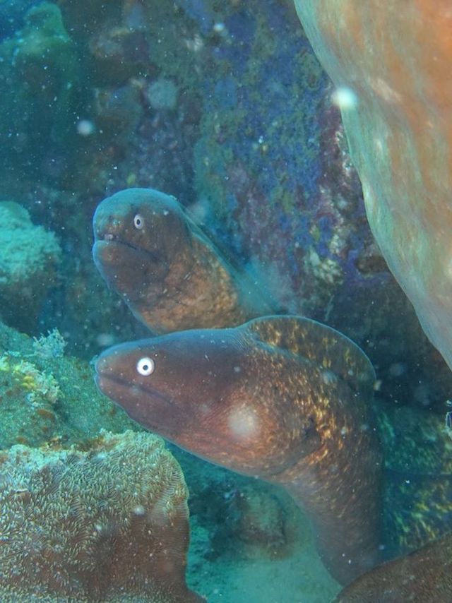 Picture copyright: BB Divers Koh Chang