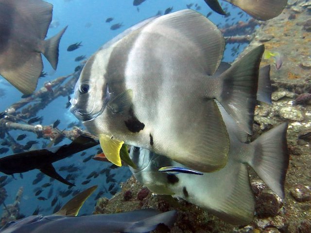 Picture copyright: BB Divers Koh Chang