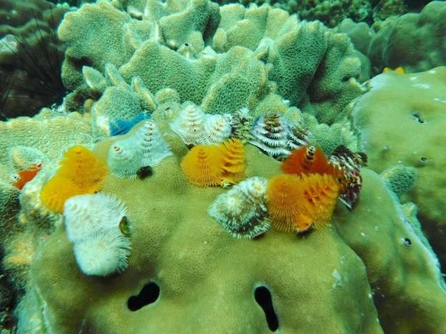 Snorkelling around Koh Chang