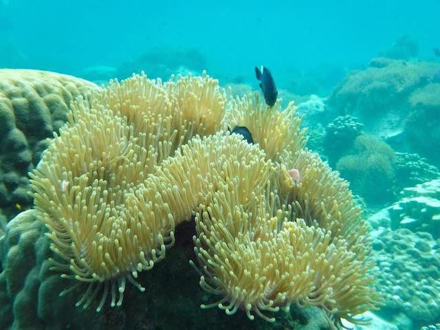 Snorkelling around Koh Chang