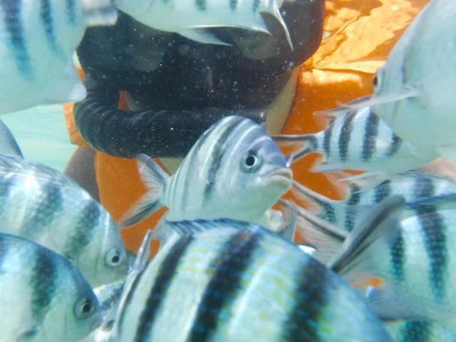 Snorkelling around Koh Chang