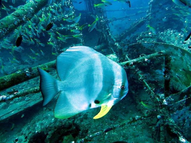 Picture copyright: BB Divers Koh Chang