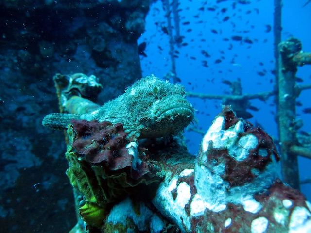 Picture copyright: BB Divers Koh Chang