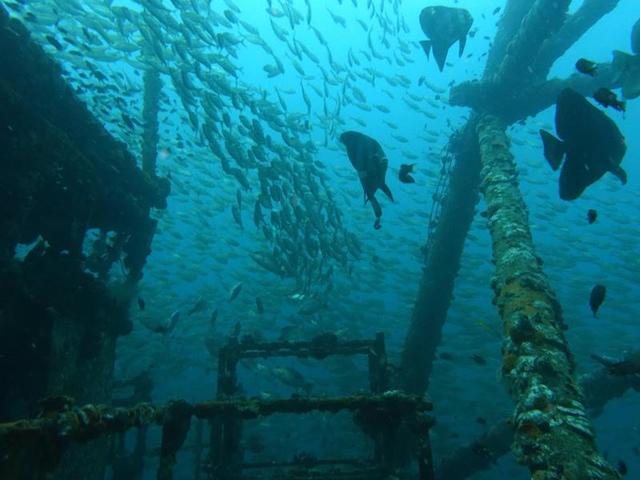 Picture copyright: BB Divers Koh Chang