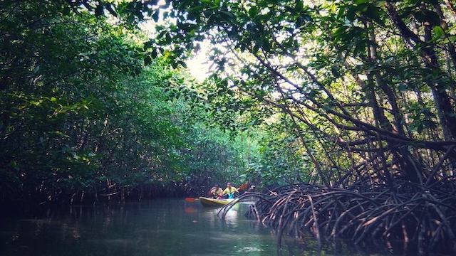 Kayaking in the mangrove with Thomas