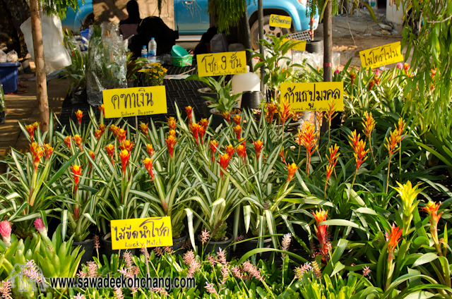 Phluang temple